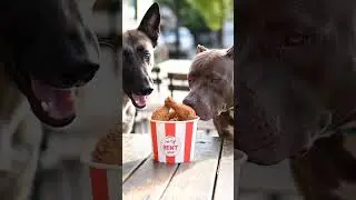 &ldquo;Caught in 4K: Chihuahua steals the chicken 😂&rdquo; #dogshorts#chihuahua#belgianmalinois #funnydogs