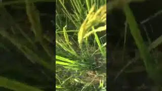 #farmimg #ricefarming #delhi6 #pritonsix #youtubeindia #exploremore #masakkali #trending #viralmore