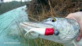 Pesca de lucio con vinilo Sandra lloviendo, picada cerca de la orilla