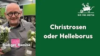 Die Helleborus (Christrose, Lenzrose)