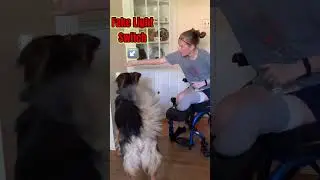 My Service Dog in Training&rsquo;s Most Useful Command
