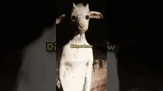 The reason the GOAT is a symbol of evil