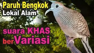 Perkutut Lokal Gacor TUMBAK CUCUKAN alam bebas - paling JAGO mancing bunyi