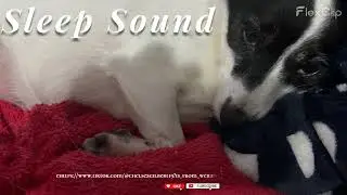 dog sleep Animal video's pictures and facts!! #nature #cuteanimal #pets #animals #cutepet #dogslife