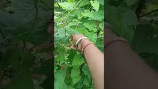 kaun-kaun jaanta hai yah sabji#village #agriculture #forest vegetable#shorts #YouTube#youtubeshorts