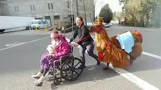 Rojo the Therapy Llama Visits Providence Hospital