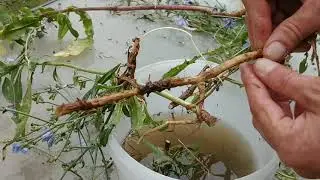 Front Yard First Aid - Chicory - Diabetes - Weight Loss - Liver Health - Detox - Do It Yourself Help