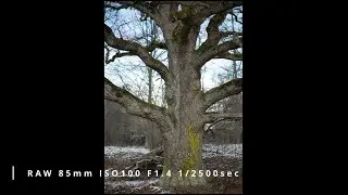 Oak forest pictures - RAW-format/Edited