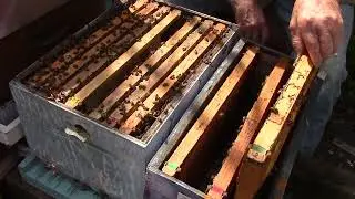 MVI 2244. . ( Pt 1), Queen cells, making splits & adding bees to a new split