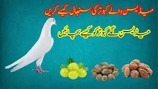 Medicine 💊 Wale Kabootar Ki Sambhal Kaise Karein | Pigeons Care Tips in Urdu/Hindi