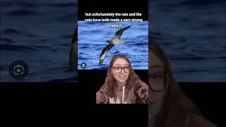 ESS Henderson Petrel