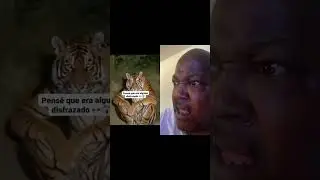 TIGER SITTING LIKE A HUMAN #viralvideo #stangerthings4