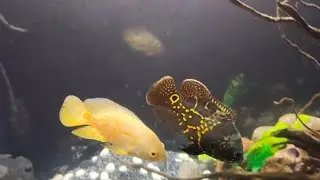 monster tank setup #oscar fish big size #likeandsubscribe #labrador #fish 