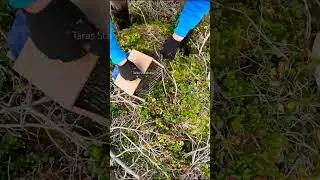 #fruit #lingonberry #berry #berryfarm #harvesting #harvest #berries