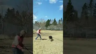 real time dog training.Jack part 6