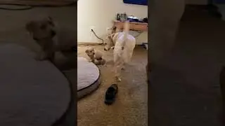 Puppy Annoys Older Dog
