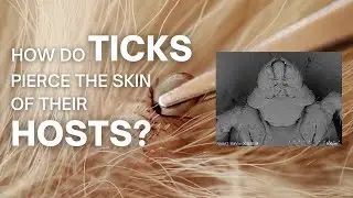 How do Ticks Pierce a Host's Skin?