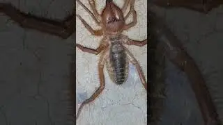 A VERY DANGEROUS SPECIES OF SPIDER// EASTERN OF SOUTH SUDAN