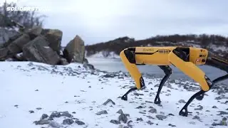 robots best scenes, robot dog walking, dancng osm momments.