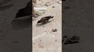 &ldquo;The bird is missing one foot 😞.&rdquo; #lovemusic #music #nature