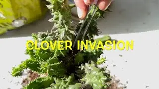 Clover is a Nightmare!!