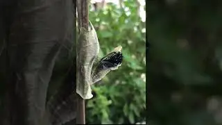玉帶鳳蝶 - 