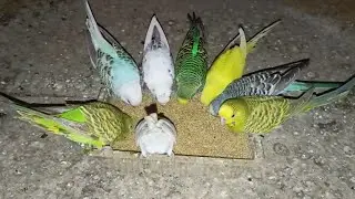 Nye sal pr check kiya budgies ka breeding progress | Pets vlog