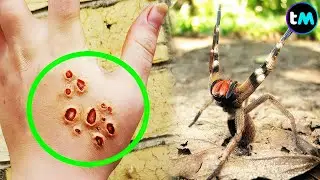 10 ARA&Ntilde;AS M&aacute;s AGRESIVAS Del Mundo 🕷