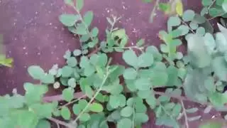 4k | Nextbit Robin Rear Camera Sample in 4k