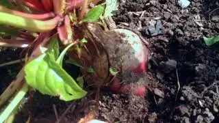 Wet Area of Garden - In Depth Discussion