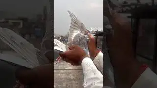 SHOOTER👑❤️ KASNI KABOOTAR PAKDA 😮🦅 #viral #kabootar #shorts #trending