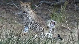 IntoTheWild - The Leopard Mating Pair of Wilpattu