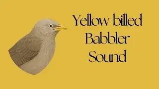 Yellow Billed Babbler Sound | Noisy Bird Calls in the Wild | Yellow Billed Babbler Call |