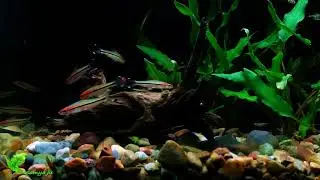 denison barb (Sahyadria denisonii)