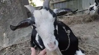 Bangladeshi cow,goat and hen of Villages. Village life in Bangladesh.