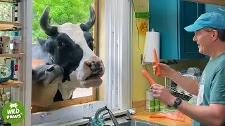 Nobody Wanted This Rescued Cow, Now She Comes to the Window Every Day for Cuddles