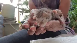 Cara ngeluarin Pipis & Pup Bayi Kucing secara ALAMI ....🖤