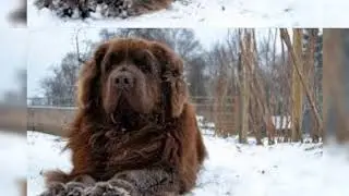Newfoundland 101 - Grooming, Personality & Health.