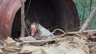 Gurk kaz nasıl kuluckaya yatar
