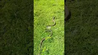 #spectaclecobra #rescue #savesnakes #venomous #venomouscobra