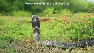 King Cobra Conservation Project in Andhra Pradesh