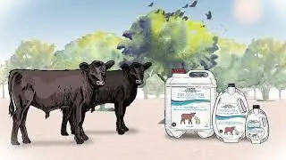Tri-Solfen Animation - Castration