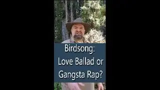 Birdsong: Love Ballad or Gangsta Rap?   #funny #birds #conservation #naturelovers