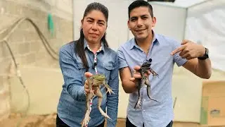 Crianza, reproducción de la RANA TORO y preparación de diversos platillos cómo Mixiotes y Caldos