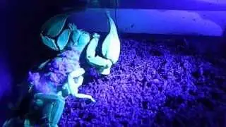 UV Flashlight - Detect Scorpions, Bed Bugs, Pet Urine, and Body Fluids