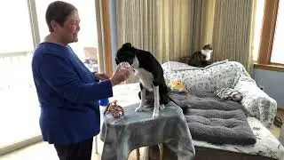 Cooperative Care with Deb Jones - General Body Handling: Star pre muzzle conditioning