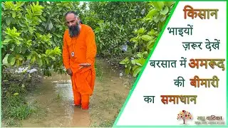 बरसात में अमरूद की #बीमारी का समाधान / Guava Farming Tips: Rainy Season Disease Control & Care