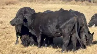 6 head of Angus Pairs, #01022 | Cattle for sale