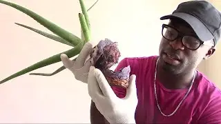 Transplanting Aloe Vera Grown in Napkin to Potting Soil || Container Gardening idea || Agrosuede ✔