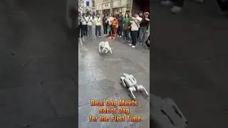 Real Dog&rsquo;s Reaction to Meeting a Robot Dog for the First Time 4